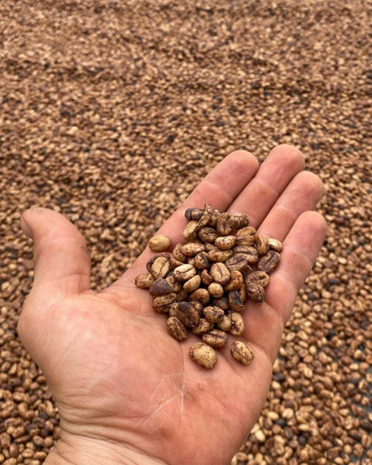 Coffea Honey Pineapple {Limited Supply}