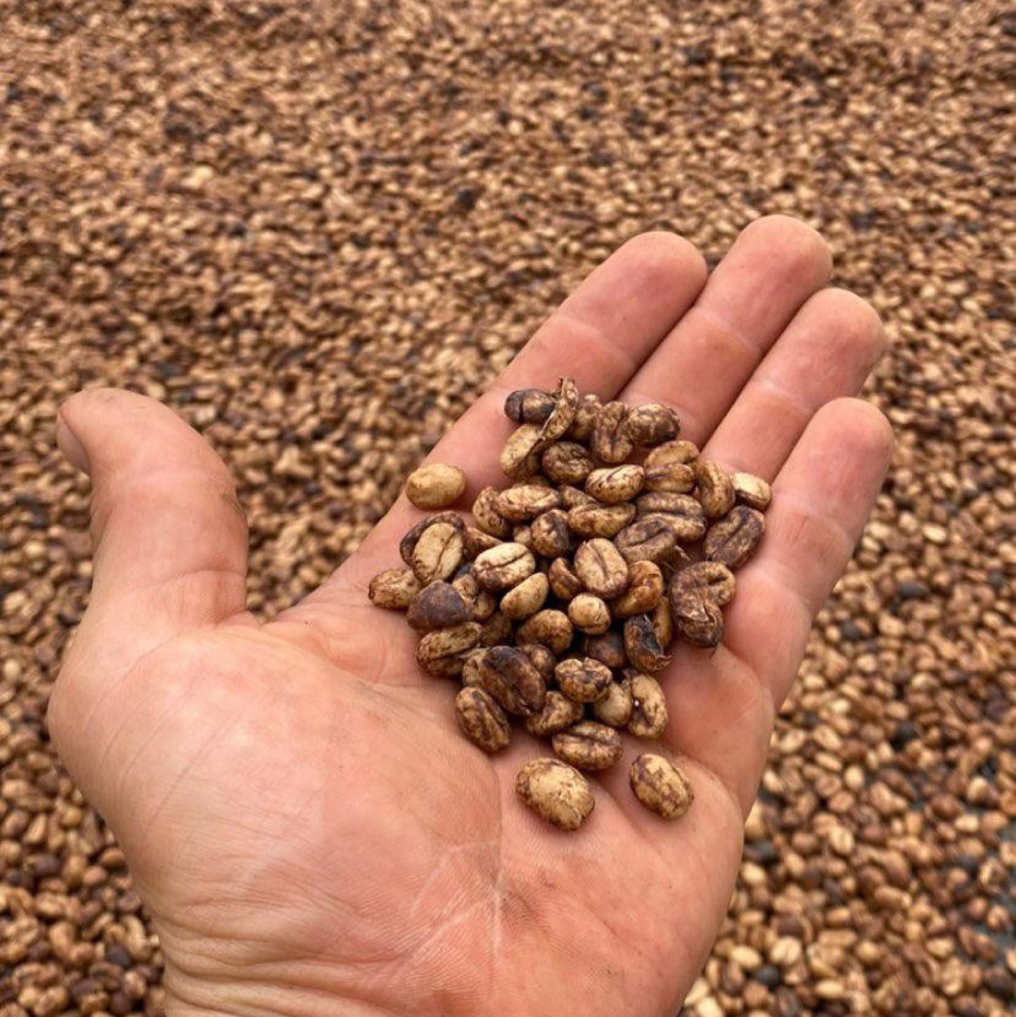 Coffea Honey Pineapple