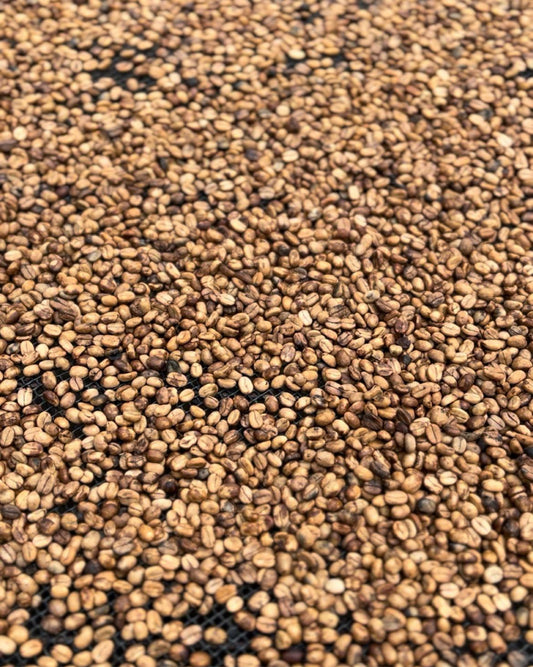Coffea Washed